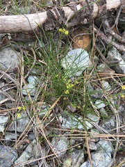 Lomatium marginatum marginatum