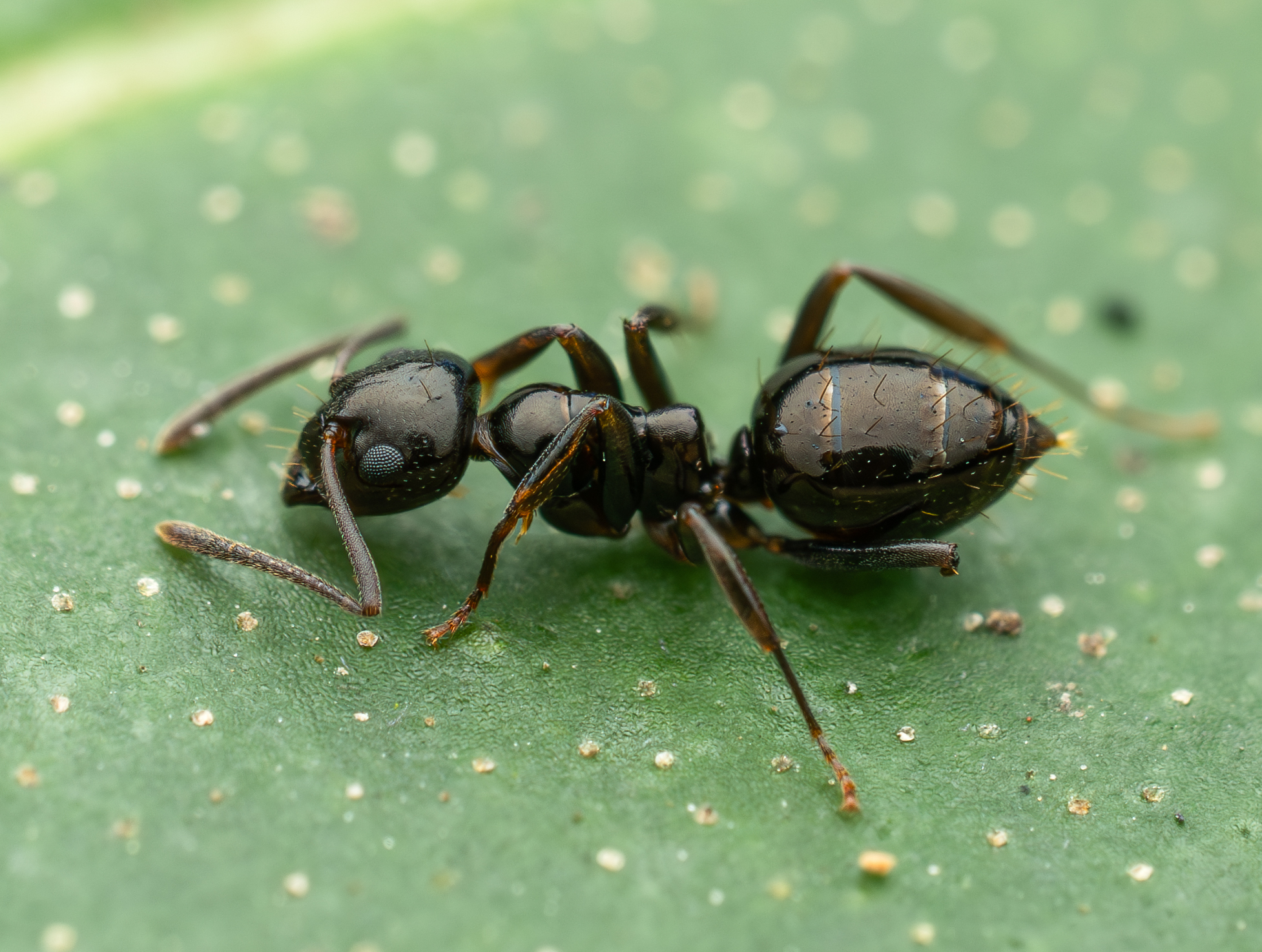 Prolasius