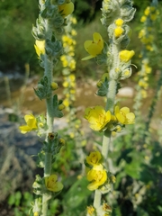 Verbascum gnaphalodes