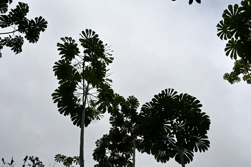 Cecropia obtusifolia - Fruit
