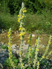 Verbascum gnaphalodes