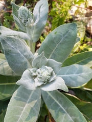 Verbascum gnaphalodes