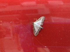 Cydalima perspectalis
