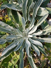 Verbascum gnaphalodes