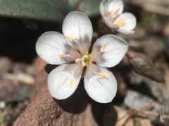 Claytonia crawfordii