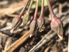 Claytonia crawfordii