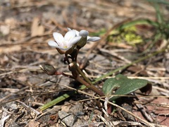 Claytonia crawfordii