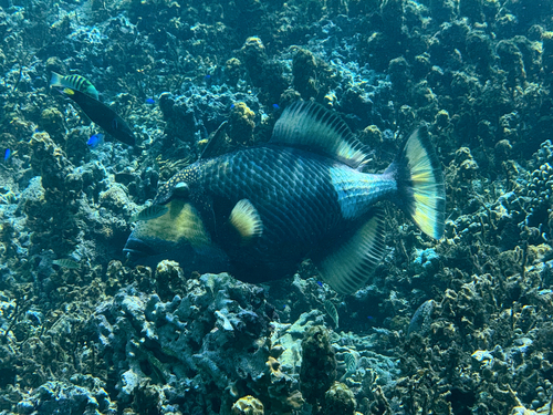 Titan Triggerfish — seen at this dive site
