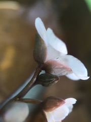 Claytonia crawfordii