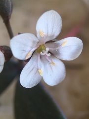 Claytonia crawfordii