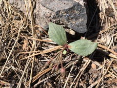 Claytonia crawfordii
