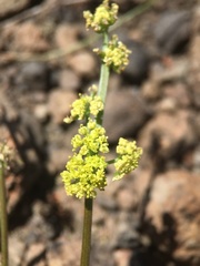 Lomatium stebbinsii