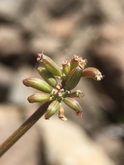 Lomatium stebbinsii