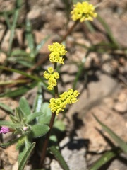 Lomatium stebbinsii