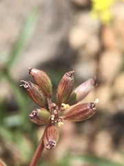 Lomatium stebbinsii