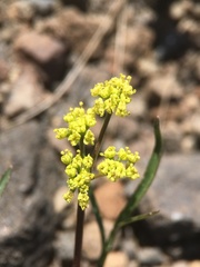 Lomatium stebbinsii
