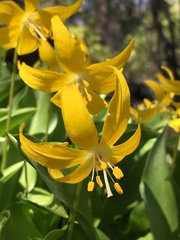 Erythronium tuolumnense