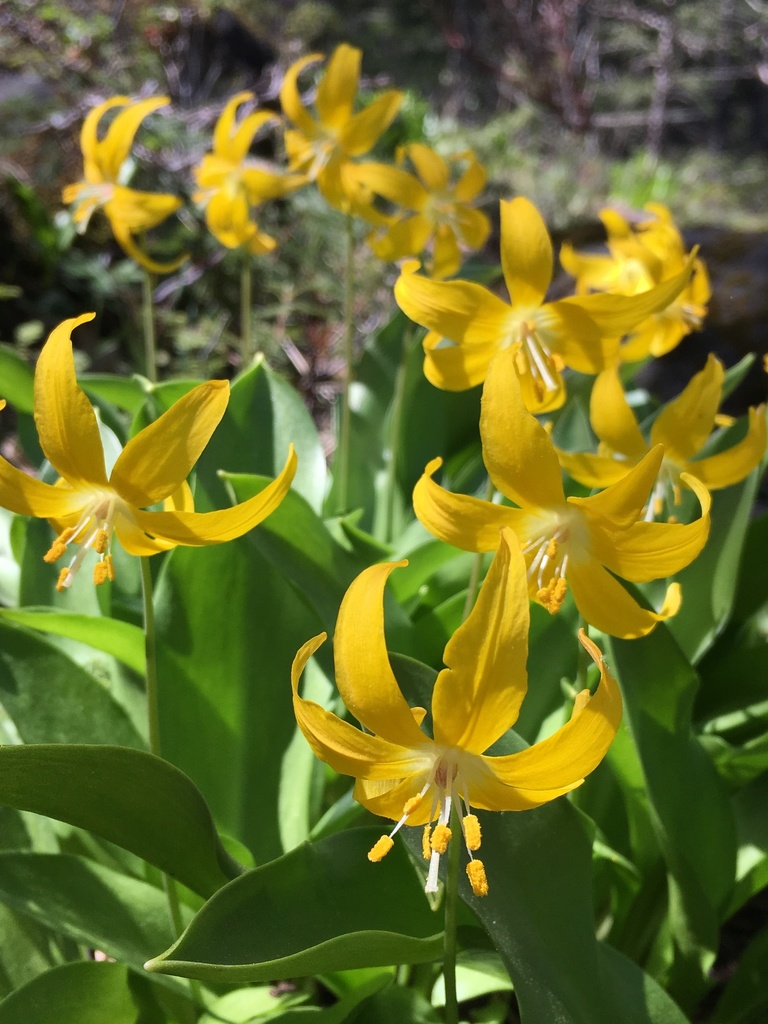 Tuolumne fawn lily