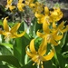 Tuolumne Fawn Lily - Photo (c) Matt Berger, some rights reserved (CC BY), uploaded by Matt Berger