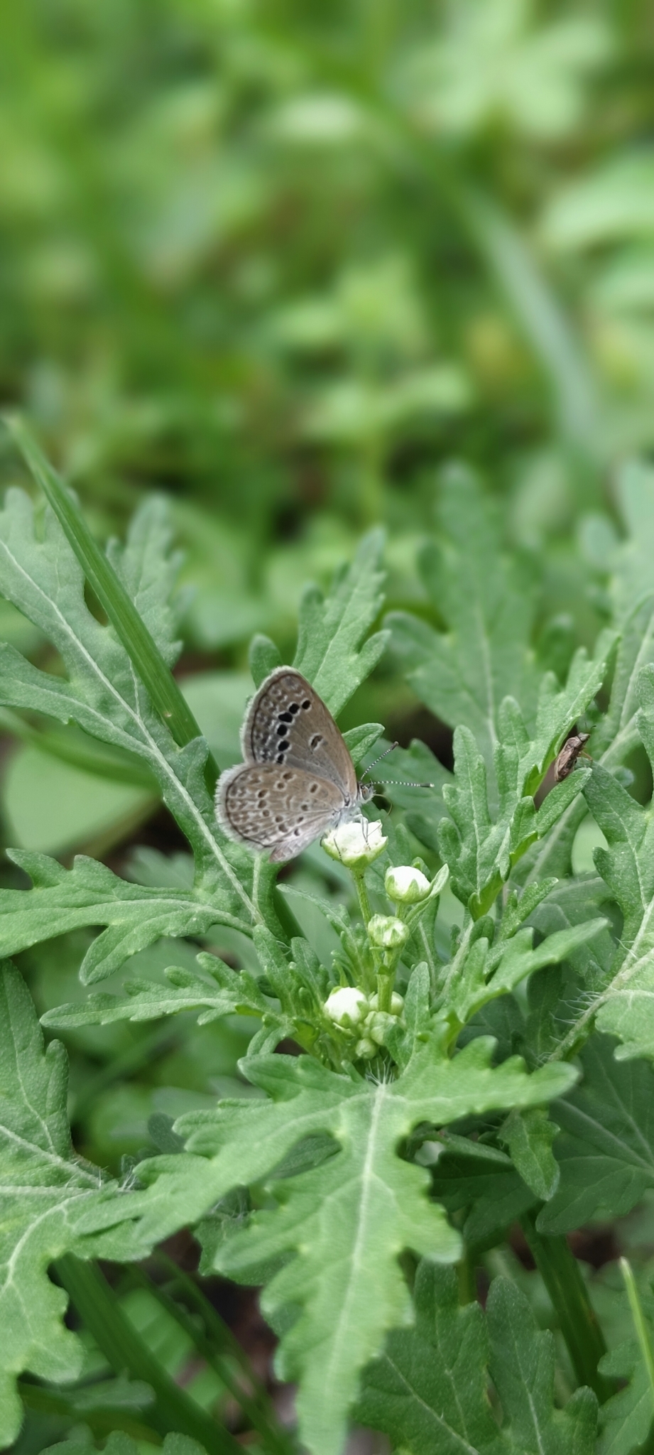 Lesser Grass Blue