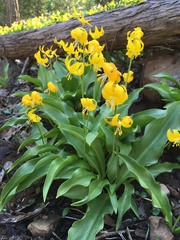 Erythronium tuolumnense