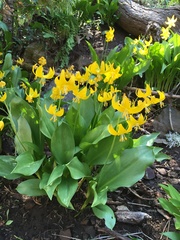 Erythronium tuolumnense