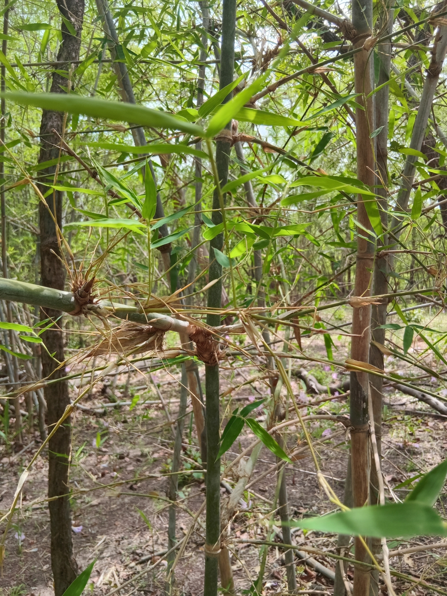Imagem de bambu-abissínio