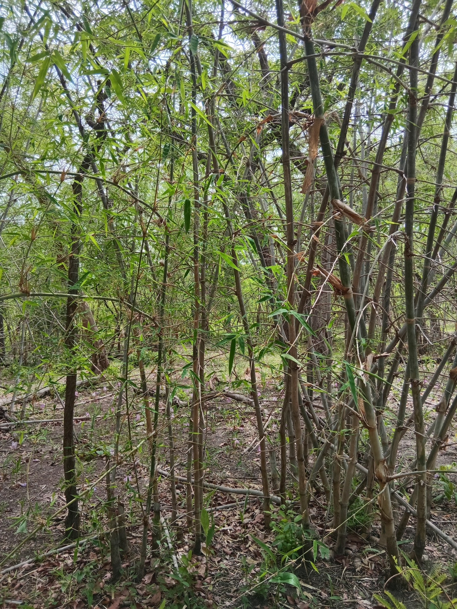 Imagem de bambu-abissínio