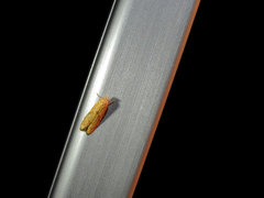 Blastobasis decolorella
