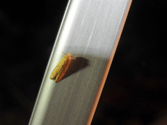 Blastobasis decolorella