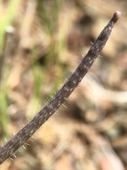 Streptanthus hispidus