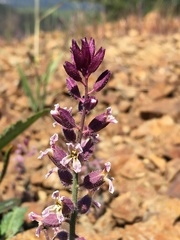 Streptanthus hispidus