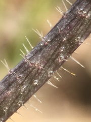 Streptanthus hispidus