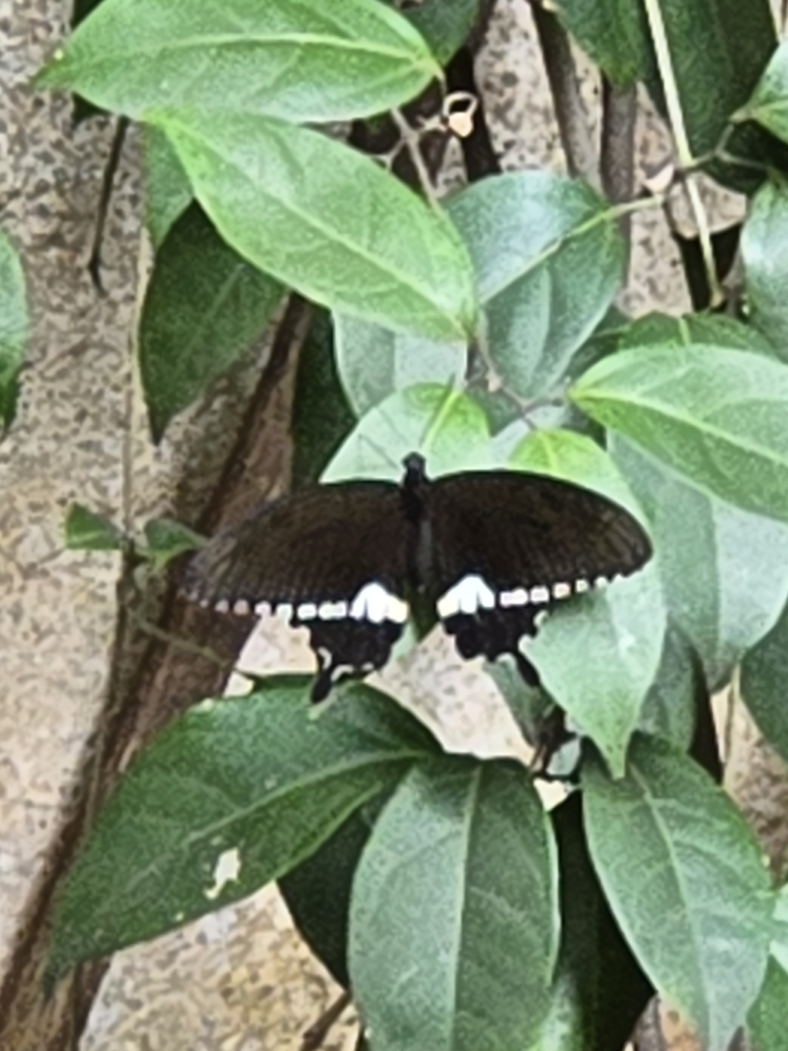 Common Mormon