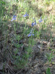 Veronica multifida