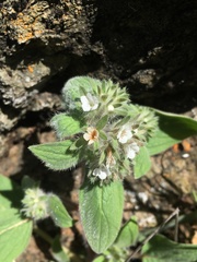 Phacelia phacelioides