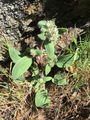 Phacelia phacelioides