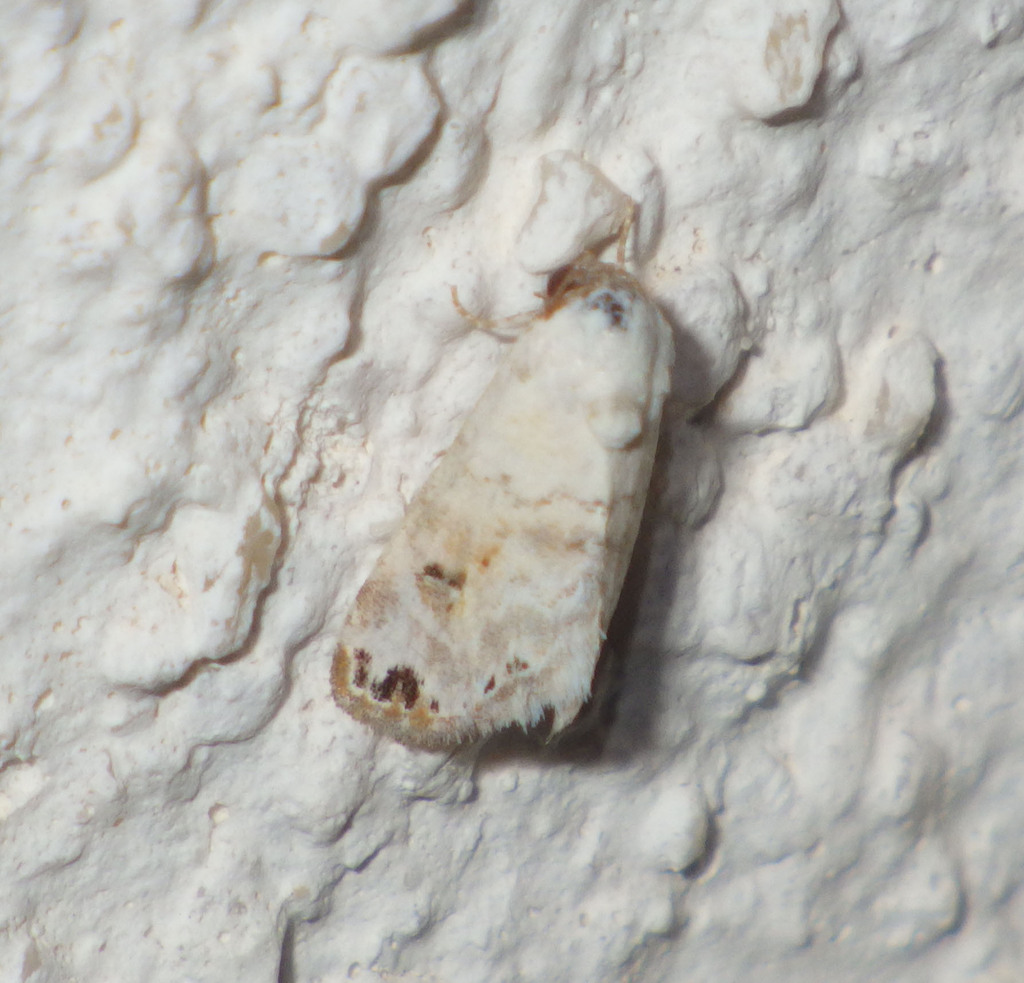 Grey Eublemma