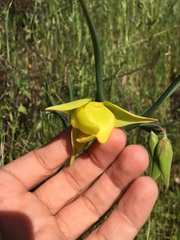 Calochortus pulchellus