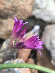 Allium sharsmithiae