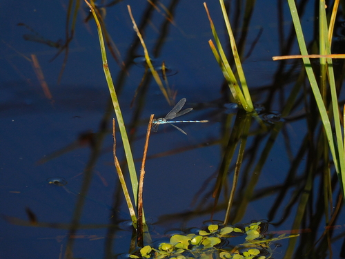 Blue Ringtail photo 5