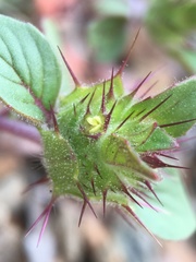 Acanthomintha lanceolata