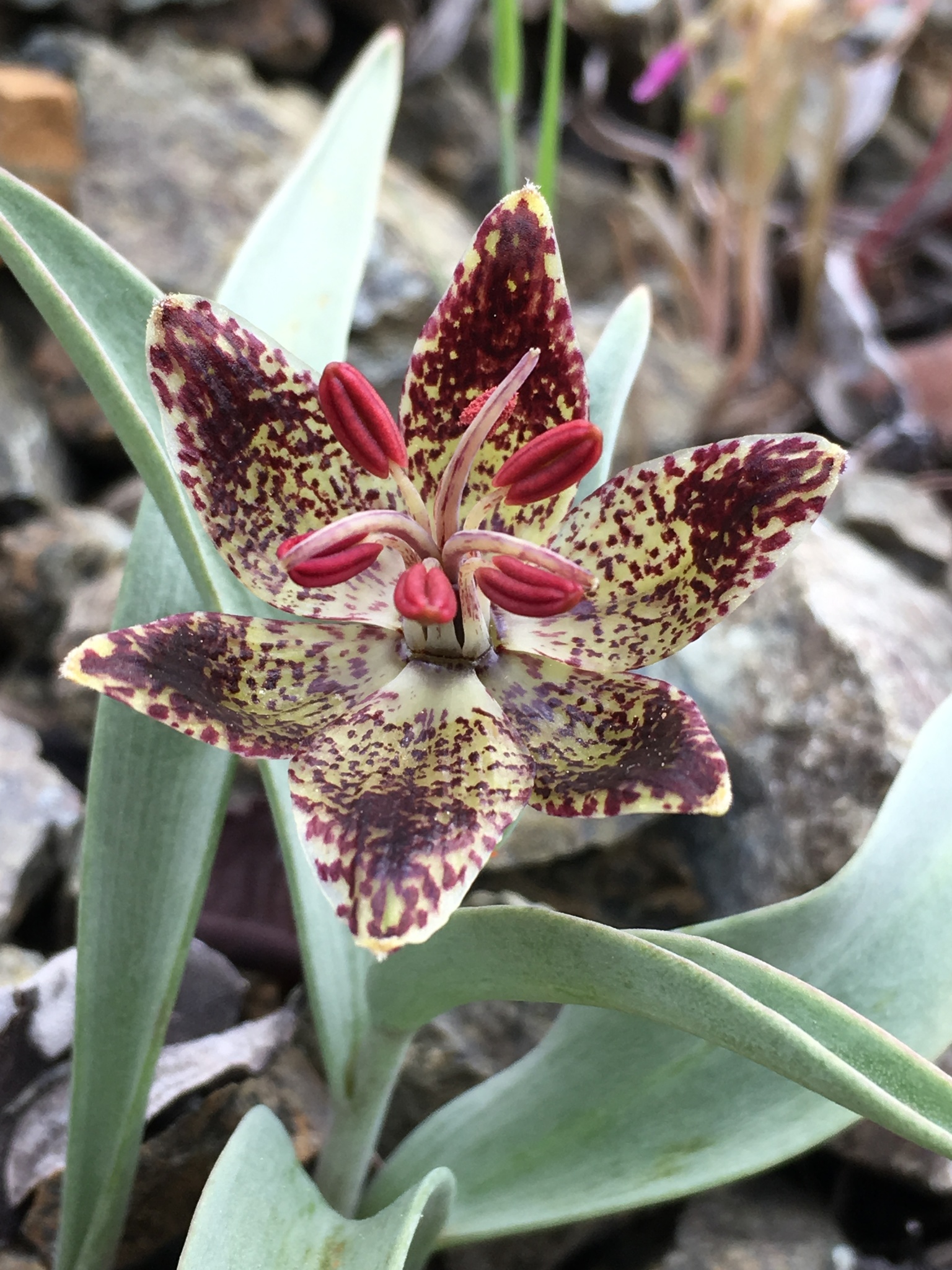Fritillaria falcata