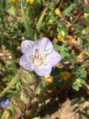 Phacelia divaricata
