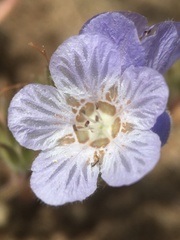 Phacelia divaricata