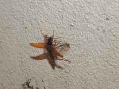 Cebrio gigas
