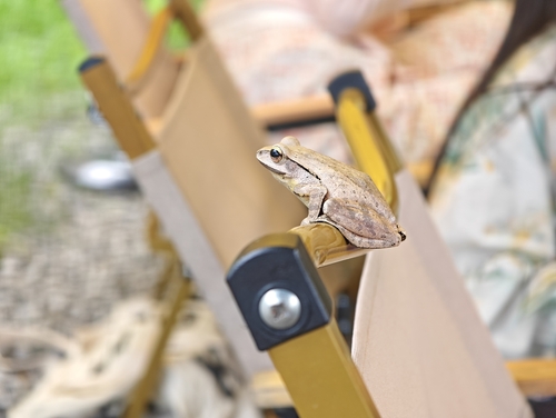 Taiwan Whipping Frog