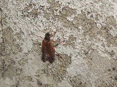 Cebrio gigas