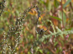 Chalcolestes viridis