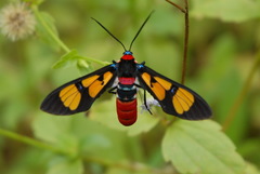 Euchromia elegantissima
